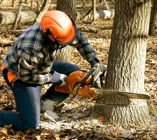 Tree Removal in Saint Charles, AR